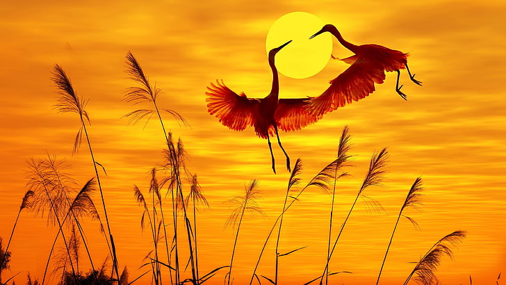 sky, silhouette, sunrise, flower, wildlife, sunset, grass, bird, HD wallpaper