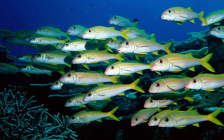 Groups of fish underwater world, Sea, HD wallpaper