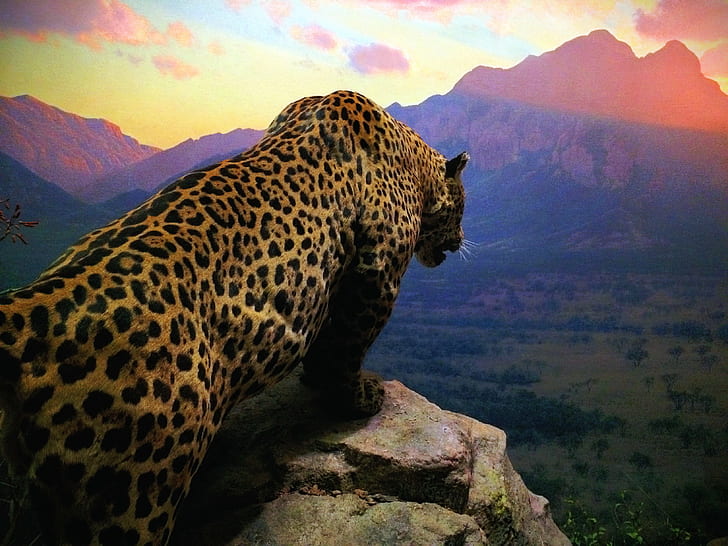 Cheetah standing on gray cliff while watching the horizon during sunset, jaguar, jaguar, HD wallpaper