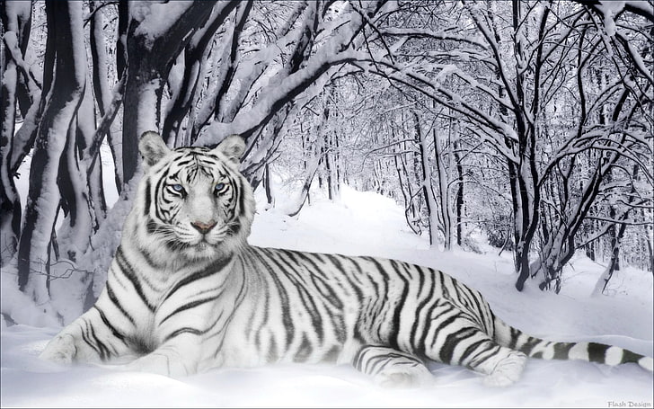 HD wallpaper: White Tiger, white tiger, Animals, amazing animals wallpapers  | Wallpaper Flare