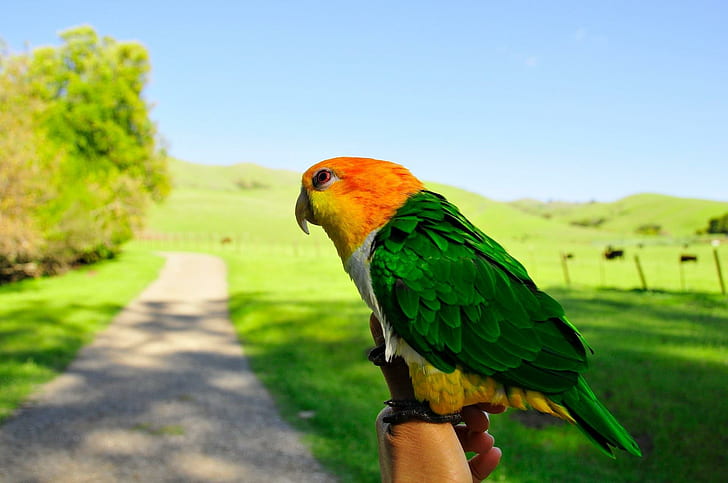 *** Colourful Parrot ***, zwierzeta, ptaki, papuga, kolorowa