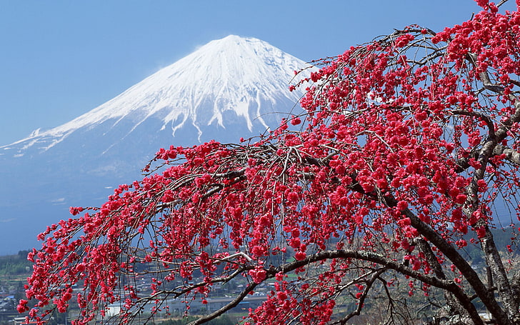 Mount Fuji, snow, tree, Japan, mountain, Sakura, peak, mt Fuji, HD wallpaper