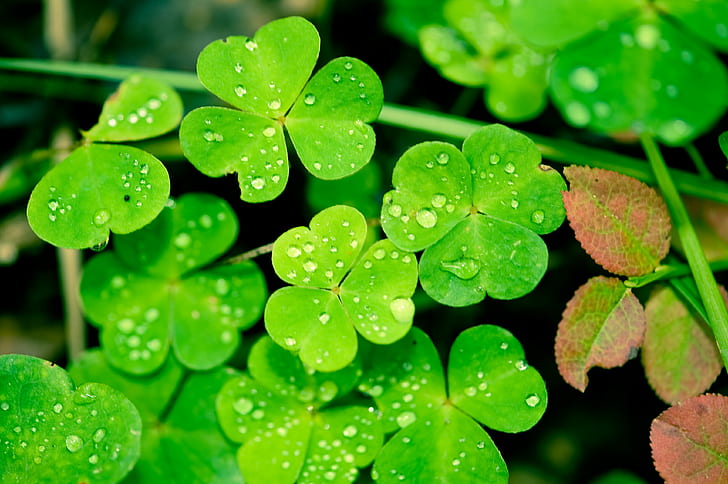 closeup photography of drops on waters on green leaves plants, HD wallpaper