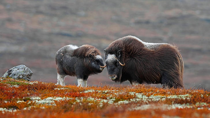 Norway, national Park, musk ox, Dovrefjell-Sunndalsfjella