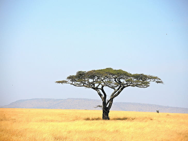 green leaf tree in grass field, tanzania, serengeti national park, tanzania, serengeti national park, HD wallpaper