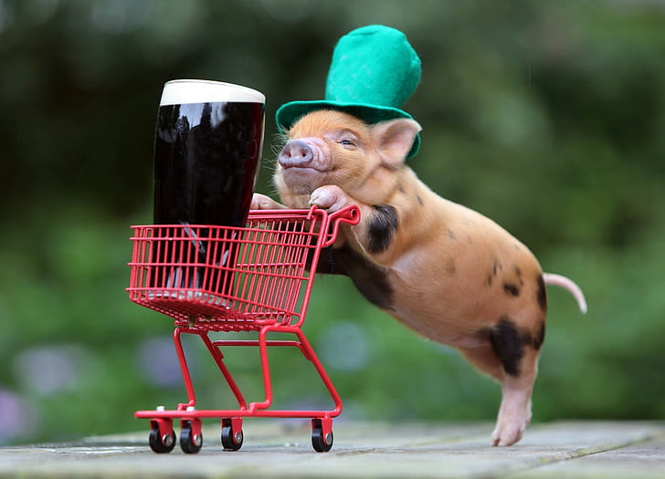 humor beer shopping cart funny hats baby animals pigs guinness top hats, HD wallpaper