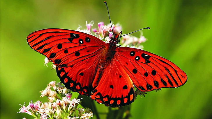 butterfly, red butterfly, flower, collect, close up, insect, HD wallpaper