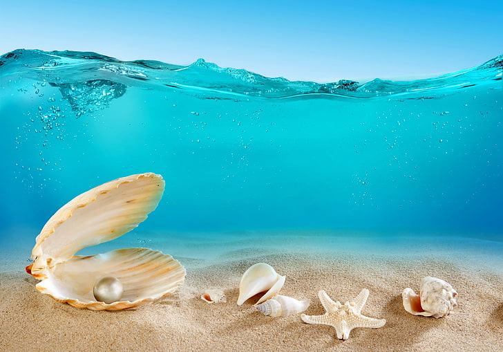 HD wallpaper white pearl, sand, sea, the ocean, the