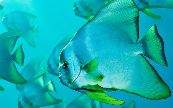 nature, fish, sea life, tropical fish, blue, HD wallpaper