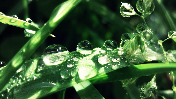 green linear leaf, grass, drops, dew, moisture, nature, raindrop