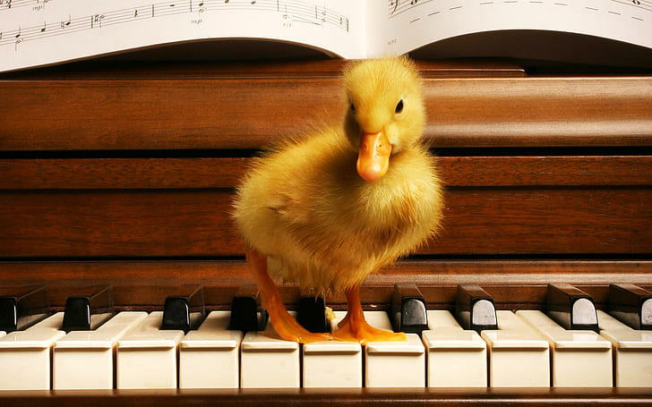 Cute Musician Duck, orange and brown duckling; brown wooden upright piano