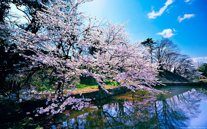 Cherry Blossom Trees HD, nature, landscape, HD wallpaper