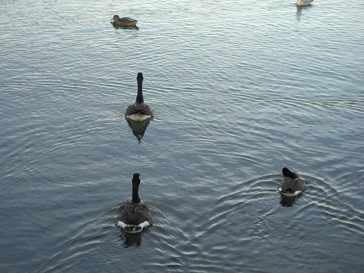 Ducks and Canadian Geese, humber--bay, toronto, canadian--geese, HD wallpaper