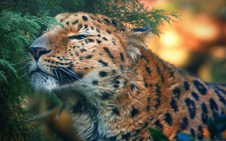 leopard, leopard (animal), HD wallpaper