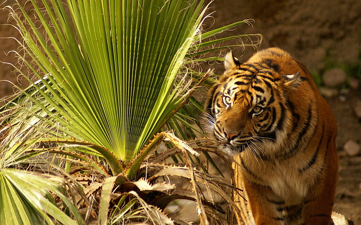 Majestic, tiger, frond, beautiful, palm, animals, HD wallpaper