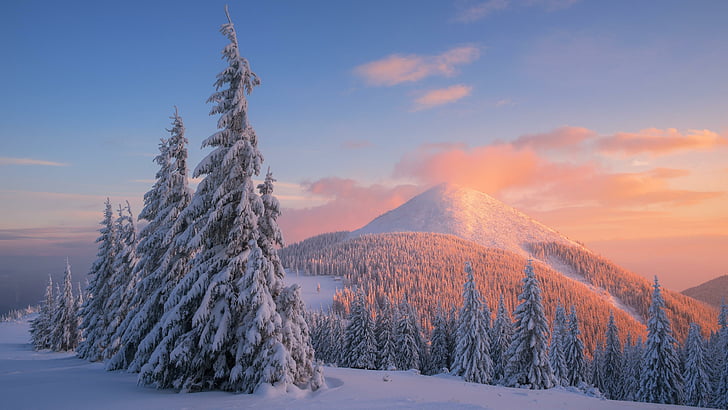 pine, pine forest, winter, carpathian mountains, carpathians, HD wallpaper