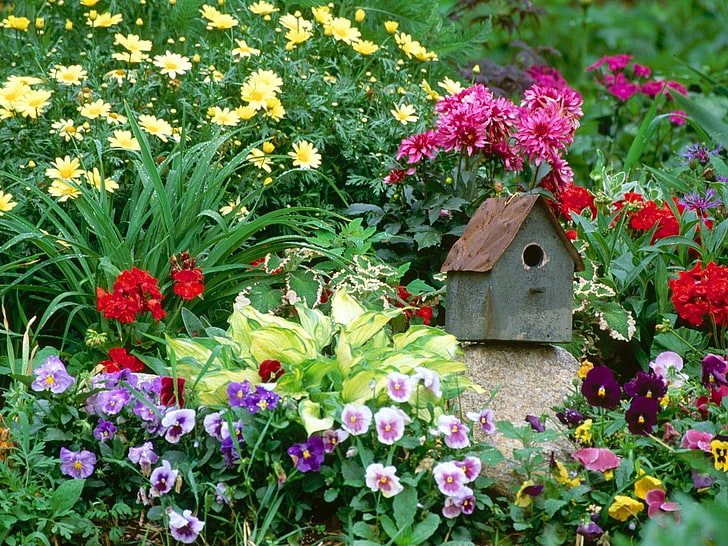 gray and brown wooden bird box, pansies, dahlias, daisies, flowers, HD wallpaper