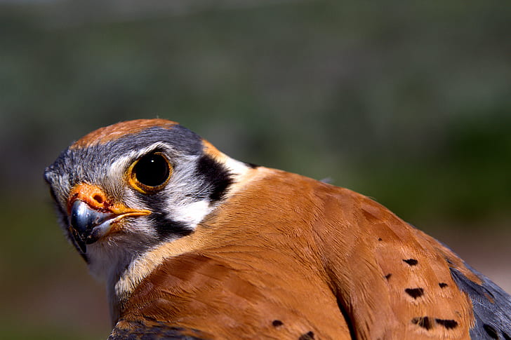 closeup photography of brown bird, american kestrel, american kestrel, HD wallpaper
