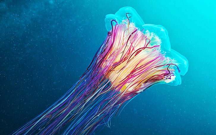 purple and teal jellyfish, underwater, Medusa, colorful, animals, HD wallpaper