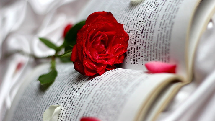 red rose, books, flowers, flowering plant, rose - flower, beauty in nature