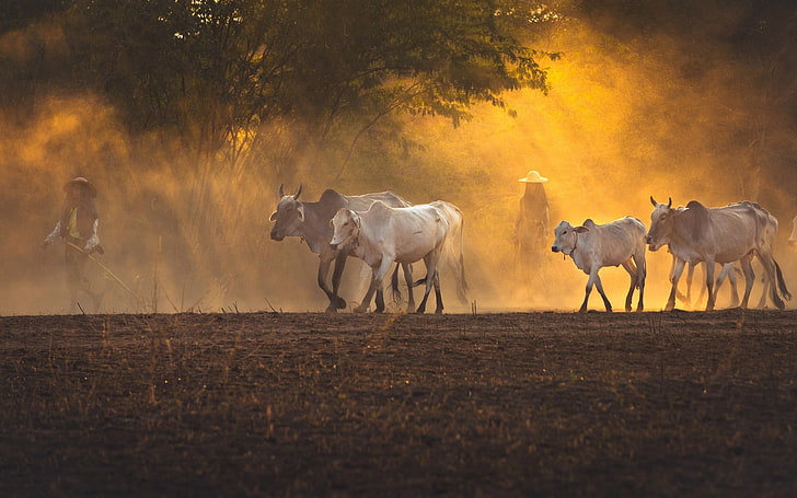 white cattles, nature, landscape, cow, trees, sunset, dust, sun rays, HD wallpaper