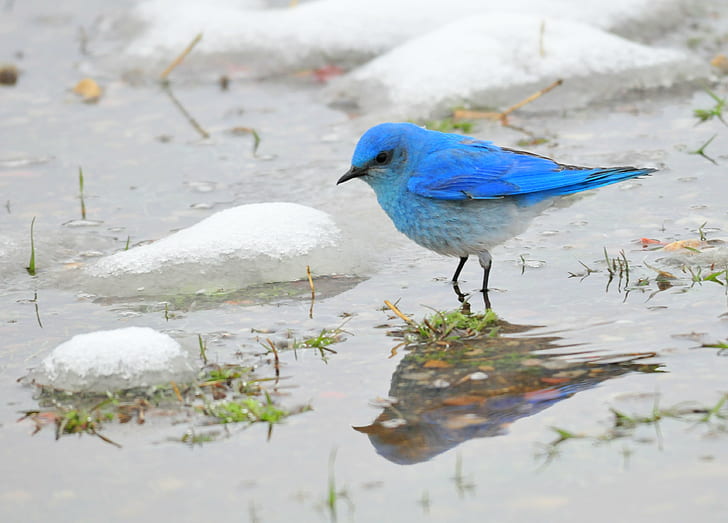 blue bird, mountain bluebird, seedskadee national wildlife refuge, mountain bluebird, seedskadee national wildlife refuge