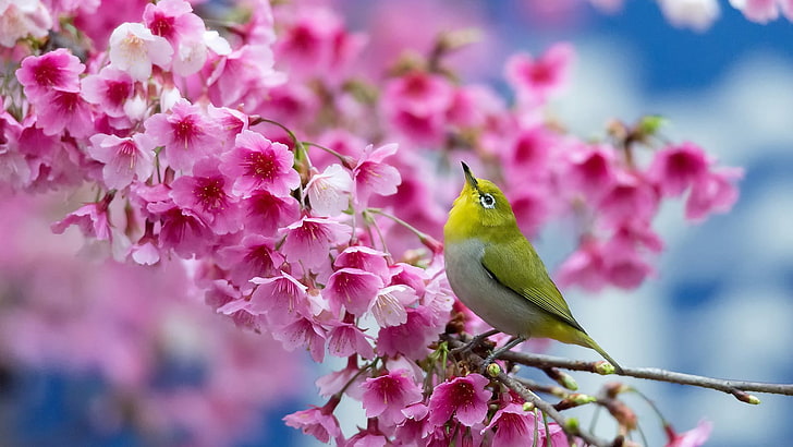 Bird, flowers and beauty, cape white-eye bird, plant, flowering plant, HD wallpaper