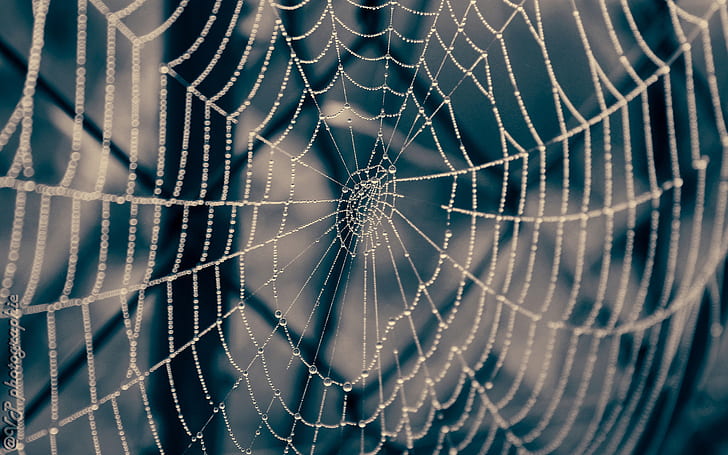 Spider Web Web Macro Water Drops HD, nature, HD wallpaper