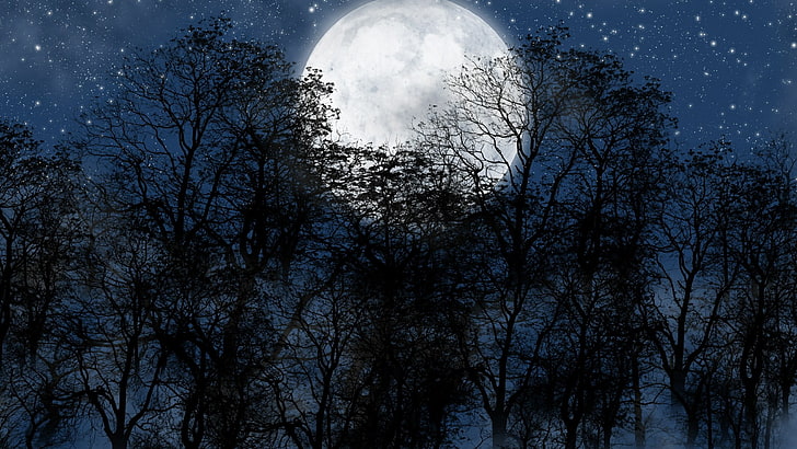 sky, forest, tree, moon, starry night, starry sky, moonlight, HD wallpaper
