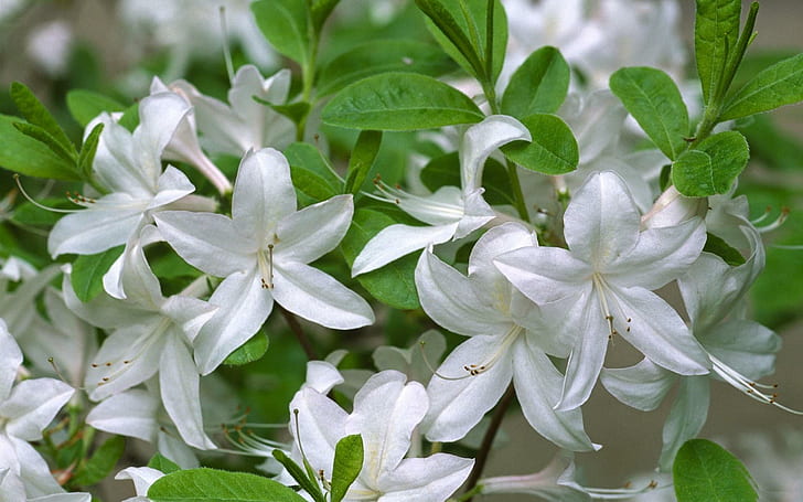 *** White Azalea ***, nature, flowers, nature and landscapes, HD wallpaper