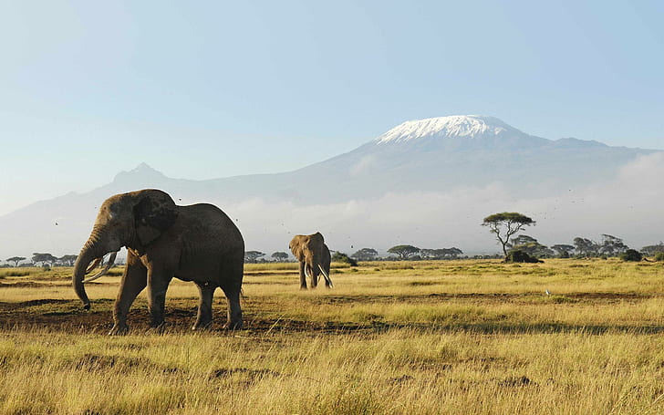 African Elephant, mountain, wildlife, animals, HD wallpaper