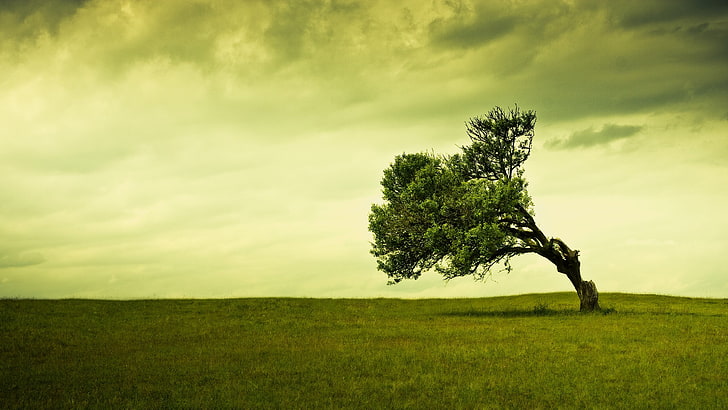 green tree, landscape, nature, trees, plant, grass, environment