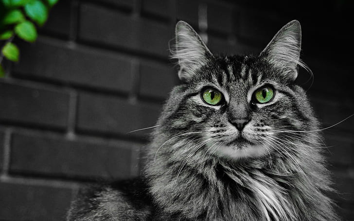 Maine Coon Maine Coon cat Wallpapers HD  Desktop and Mobile Backgrounds