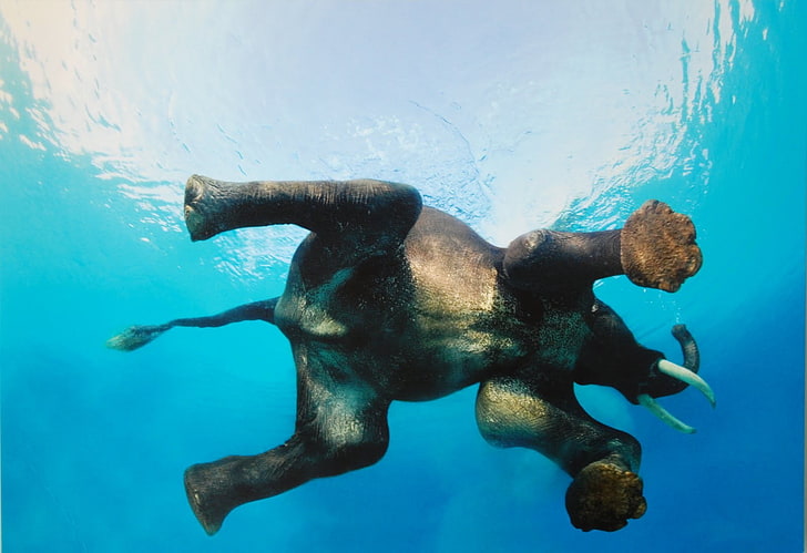 gray elephant cub, nature, animals, water, underwater, swimming, HD wallpaper