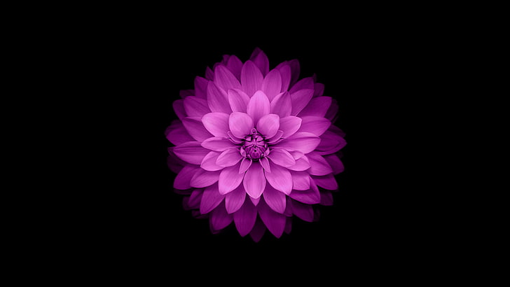 purple flower, iPhone, ios8, iphone6, nature, petal, flower Head, HD wallpaper