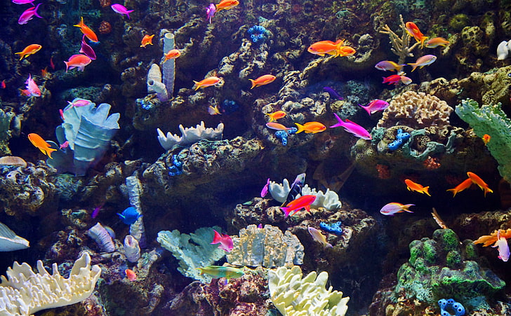 Los Angeles, Shoreline Aquatic Park, Aquarium..., shoal of fish, HD wallpaper