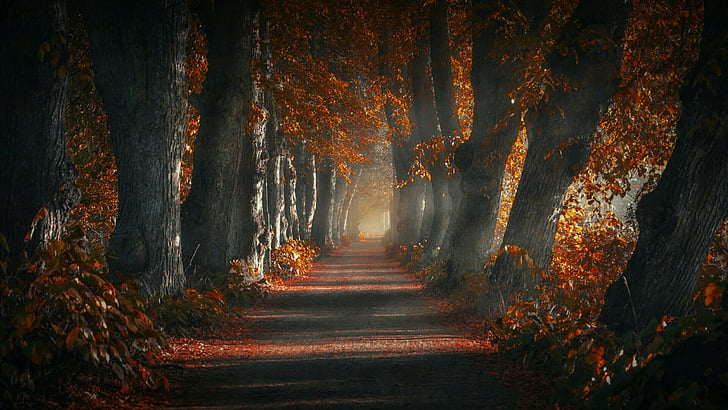 forest, nature, park, autumn, woodland, tree, deciduous, light