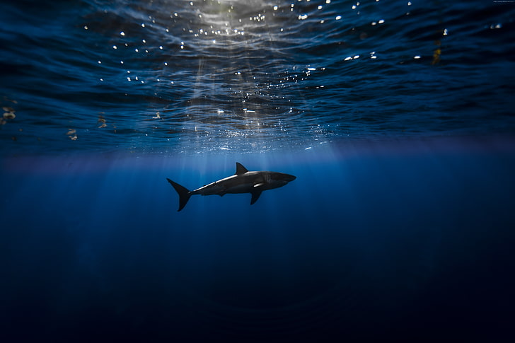 Shark, Atlantic ocean, underwater, Best Diving Sites, animals in the wild