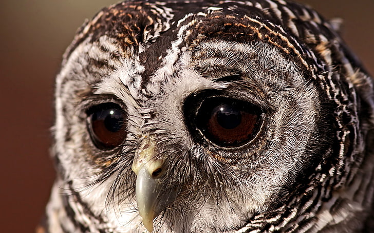 brown snowy owl, bird, sad eyes, owl eyes, animal, beak, wildlife, HD wallpaper