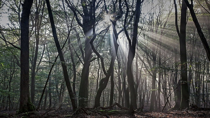 nature, trees, forest, branch, leaves, wood, mist, sun rays