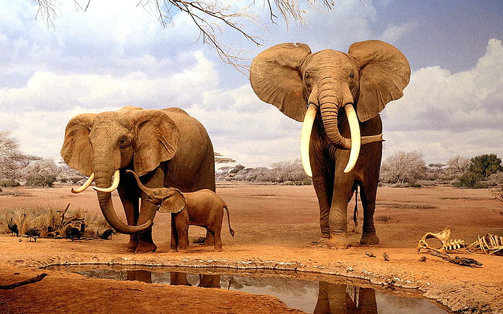 But Mom, I Don't Want To Go To School., 3 elephants, water, male, HD wallpaper