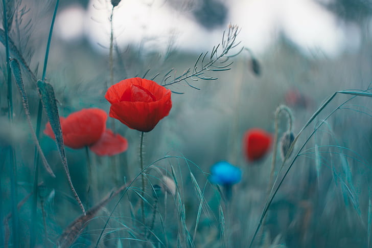 selective photography of red Poppy flowers, Helios, M42, bokeh, HD wallpaper