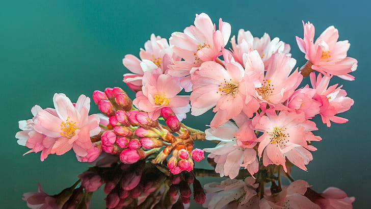 blossom, HD wallpaper