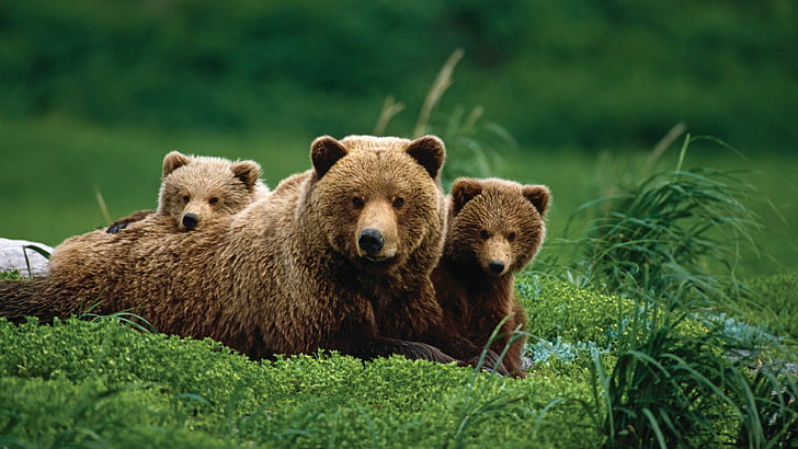 HD wallpaper: bear, baby bear, cute, grass, wildlife, wild animals, nature  | Wallpaper Flare