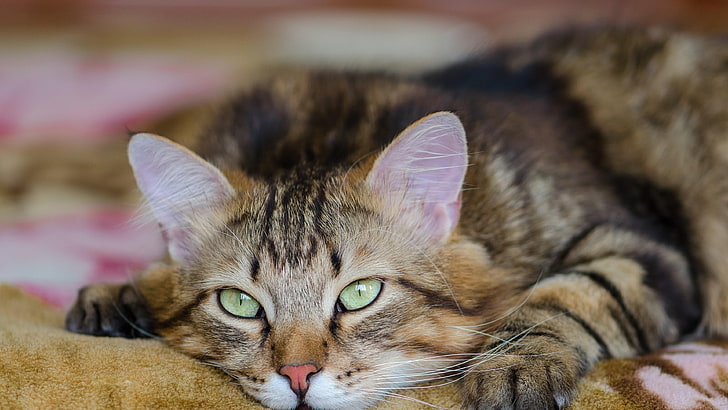 cat, whiskers, eye, kitten, domestic, feline, domestic cat, HD wallpaper