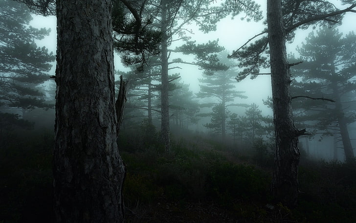 foggy woodland, nature, landscape, mist, morning, dark, trees