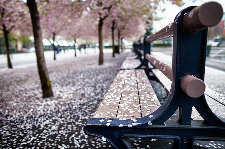 tilt-shift photography of bench with view of cherry blossoms, HD wallpaper