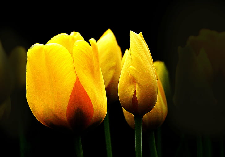 shallow focus photography of yellow flowers, tulips, tulips, Bulbs