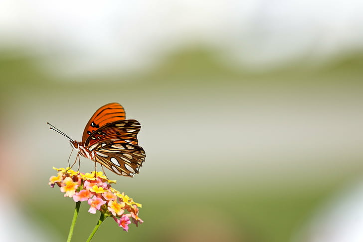 brown, white, and black butterfly perched on yellow flower, change, HD wallpaper