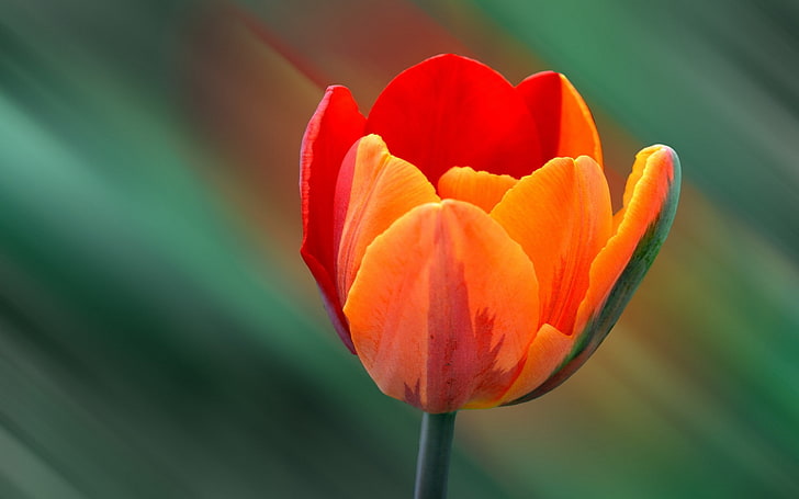 macro, flowers, orange flowers, tulips, flowering plant, beauty in nature, HD wallpaper